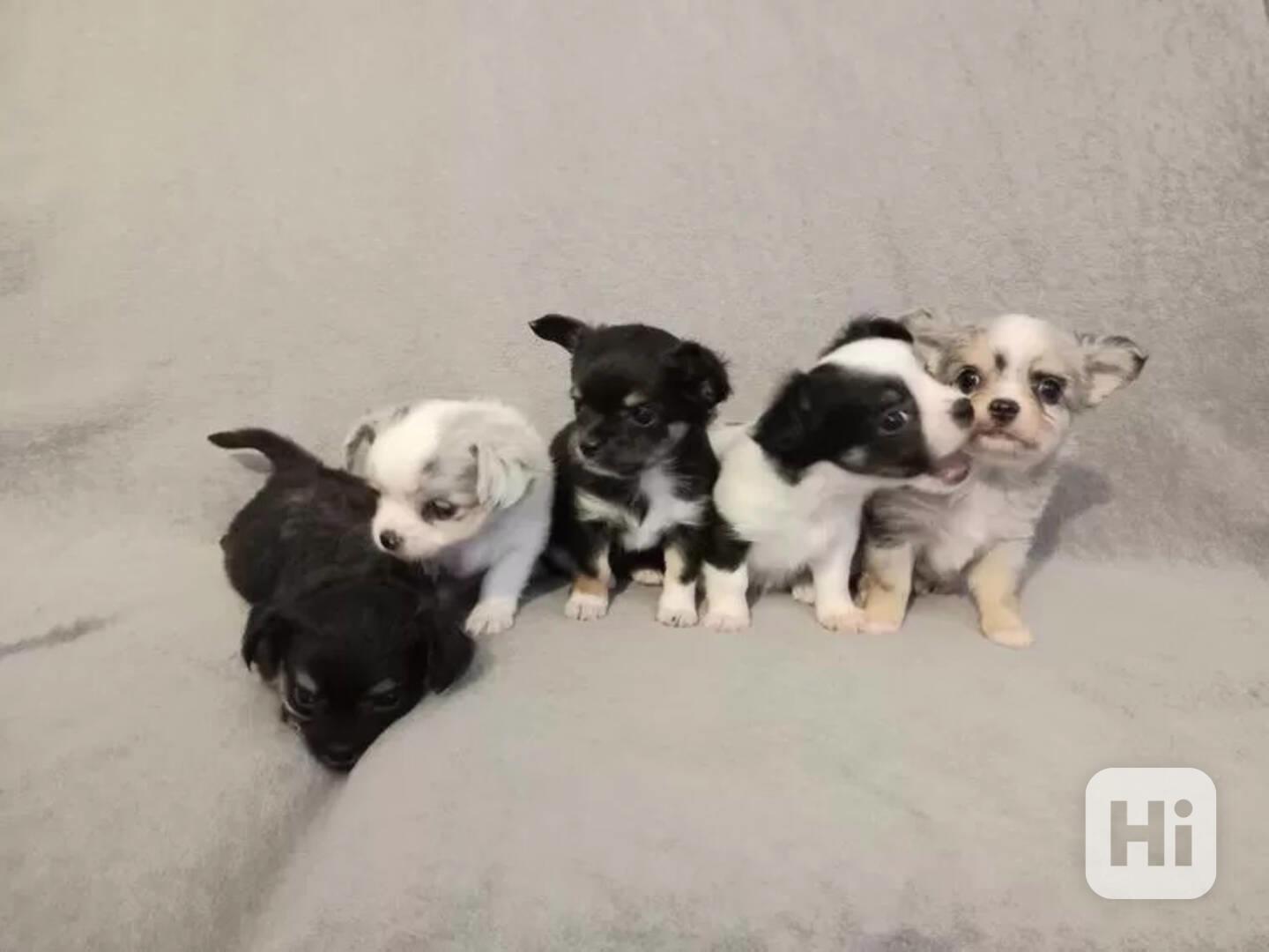 🐾  Štěňátka čivavy s PP  - foto 1