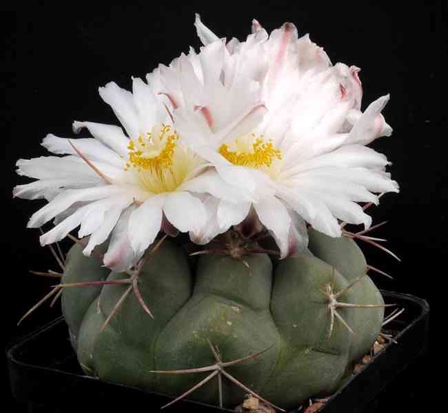 semena kaktusu Thelocactus hexaedrophorus - foto 1