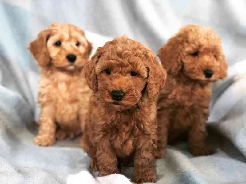 K dispozici krásné štěně cockapoo. - foto 1