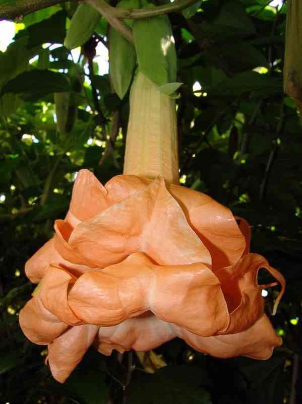 Řízek Brugmansia Angels Flight variegata - Andělská trumpeta - foto 1