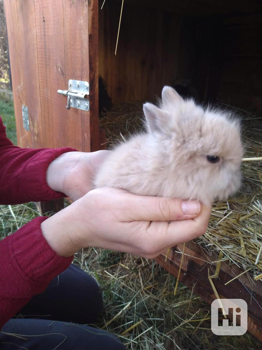 Prodám zakrslá králíčata  - foto 1