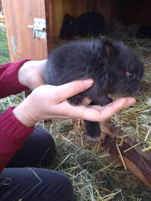 Prodám zakrslá králíčata  - foto 3