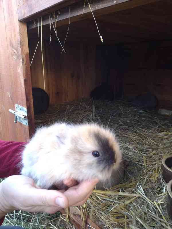 Prodám zakrslá králíčata  - foto 2