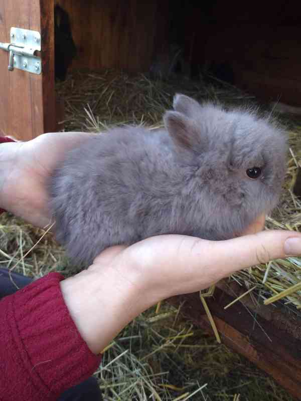 Prodám zakrslá králíčata  - foto 4