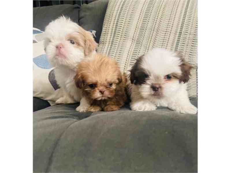 Imperial Shih Tzu CKC - foto 2