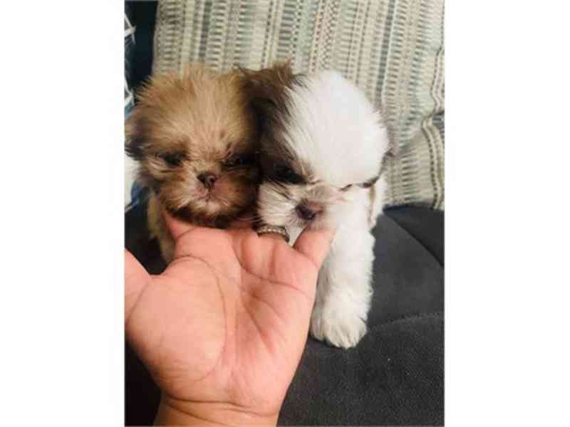 Imperial Shih Tzu CKC