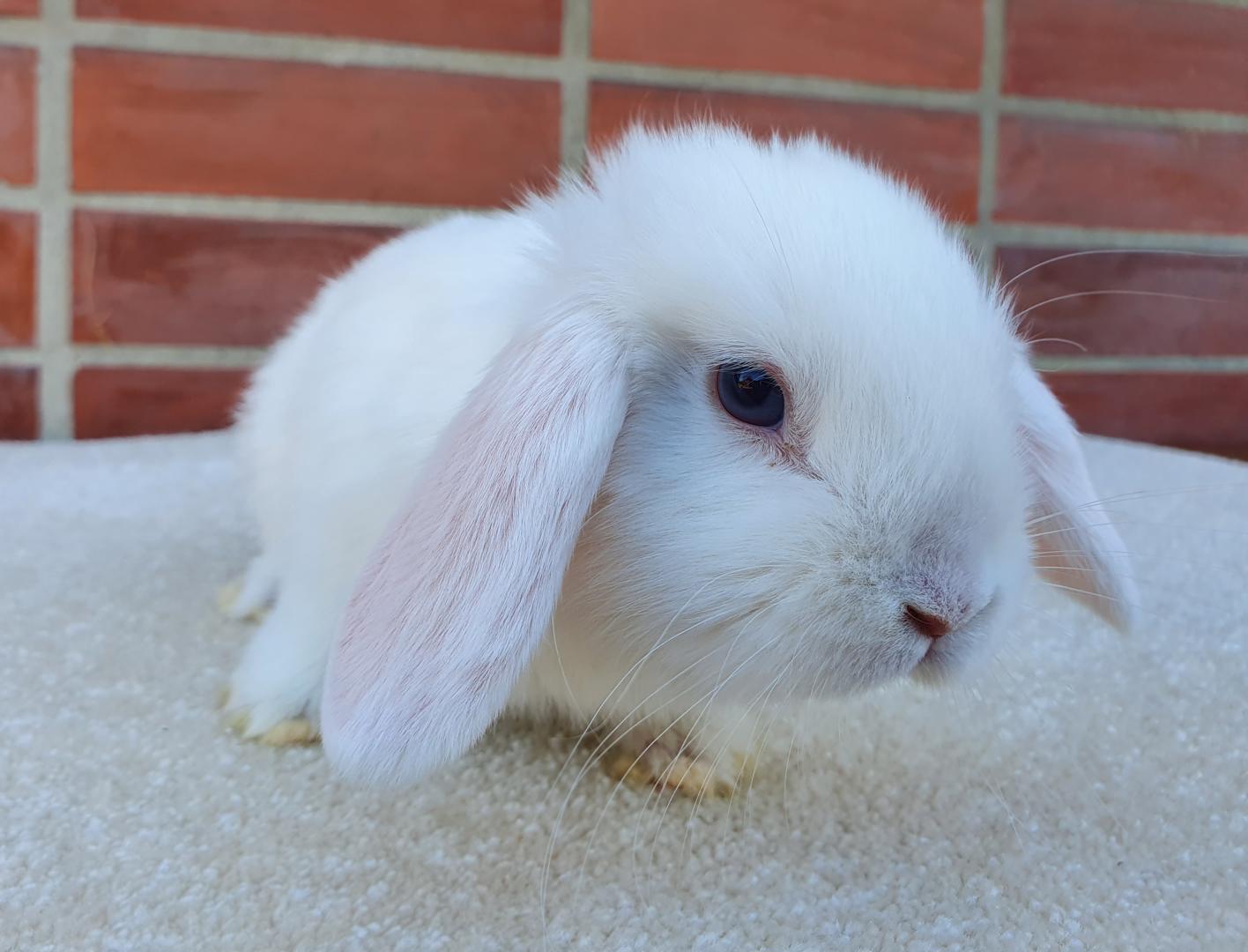 Zakrslý králíček – beránek, samička - foto 1