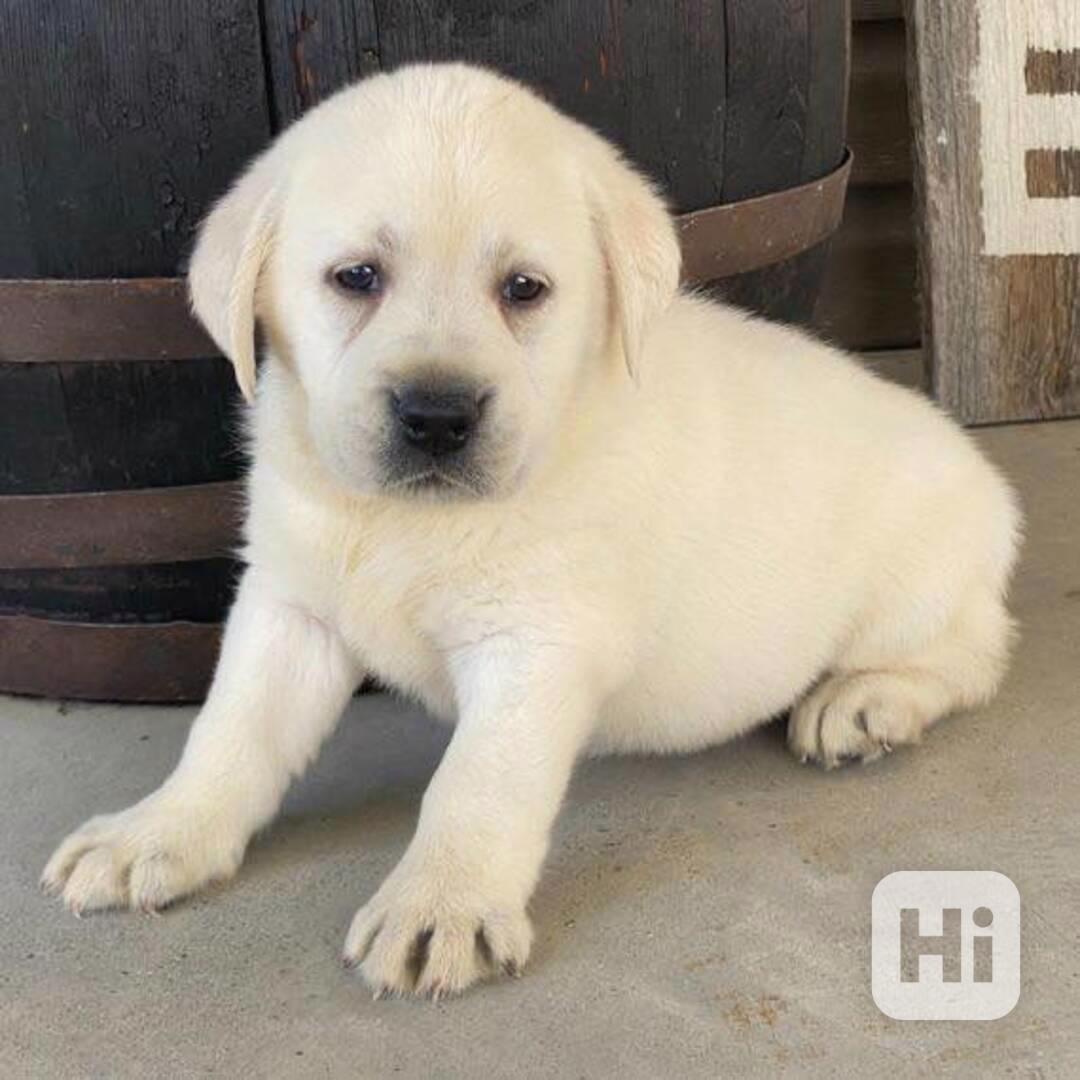 ŠTĚŇATA ZLATÉHO RETRIEVERA, PES A SAMICE - foto 1