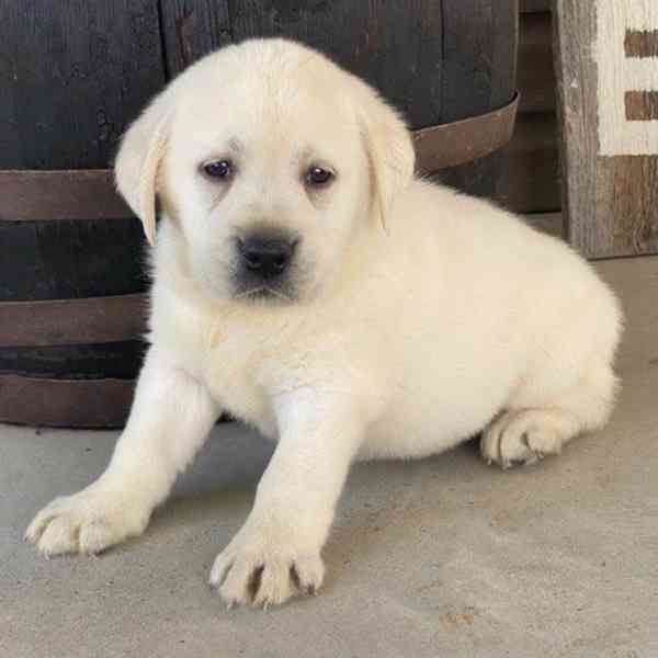 ŠTĚŇATA ZLATÉHO RETRIEVERA, PES A SAMICE - foto 1