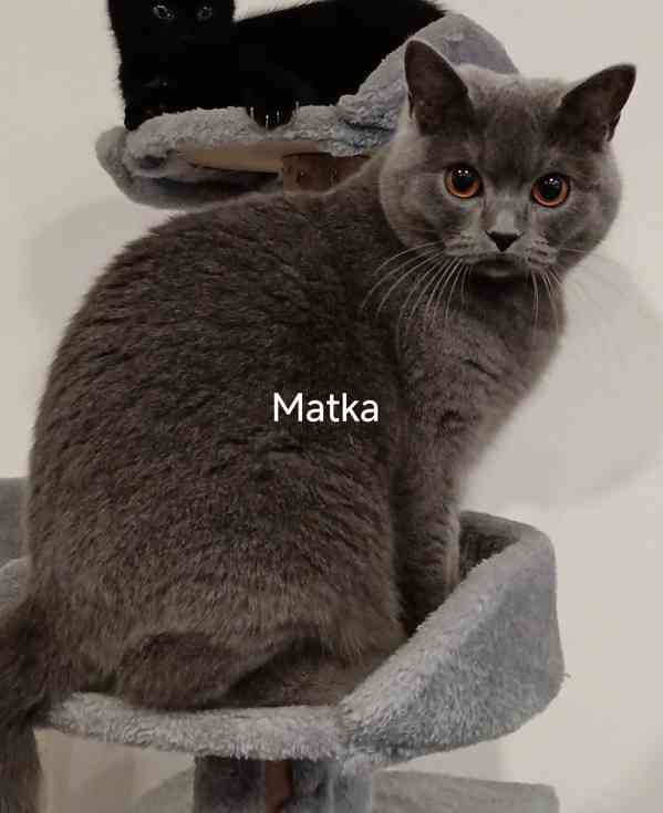 Britská koťátka bez PP  - foto 13