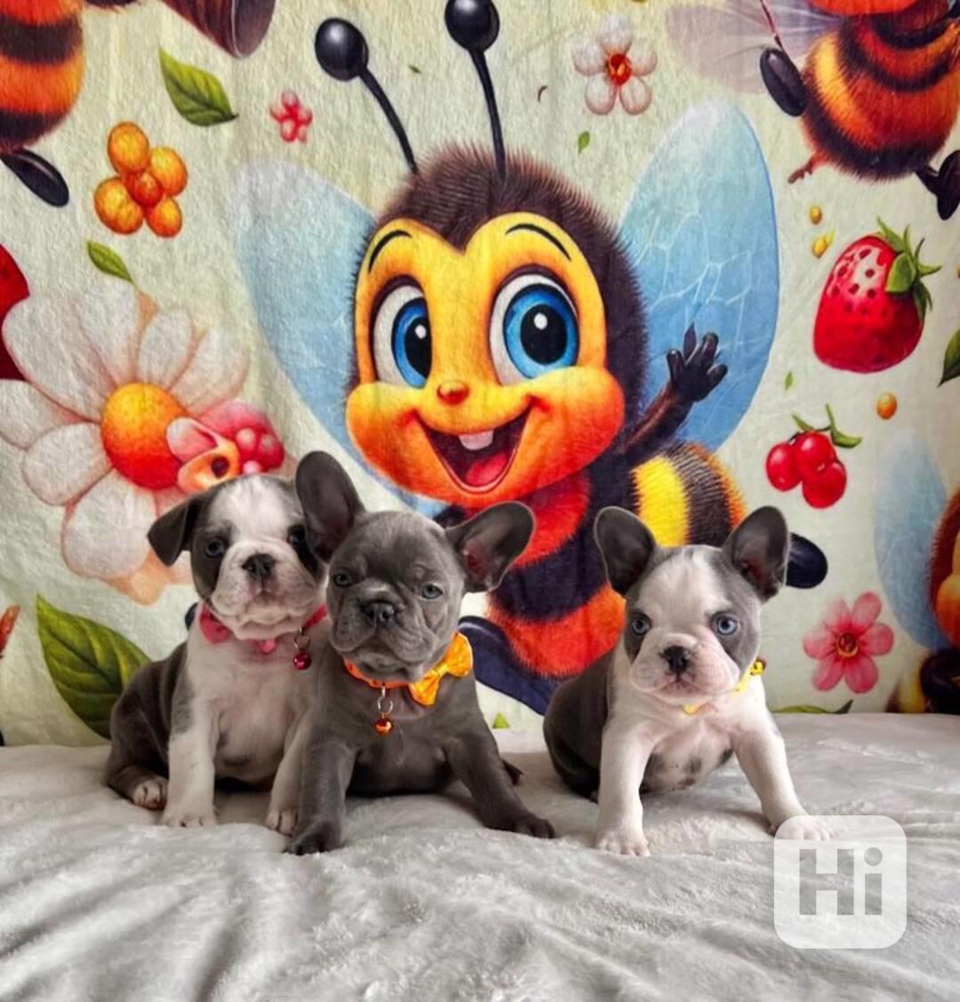 Štěňata francouzského buldočka - foto 1