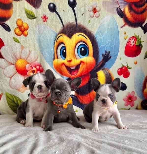 Štěňata francouzského buldočka - foto 1