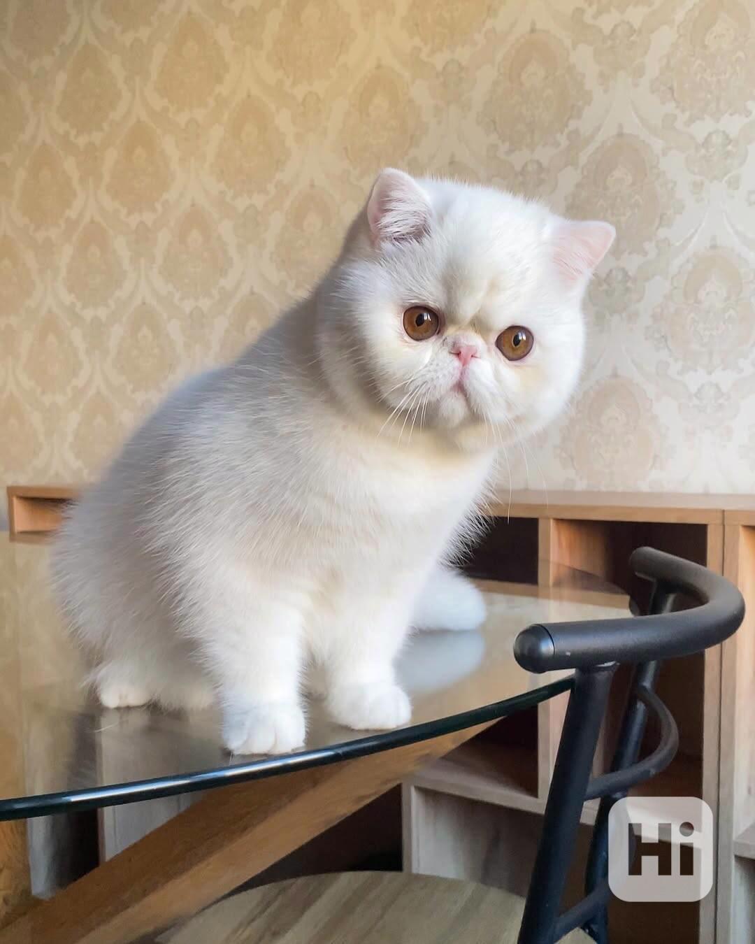 Roztomilá koťátka – Zdarma do dobrého domova - foto 1