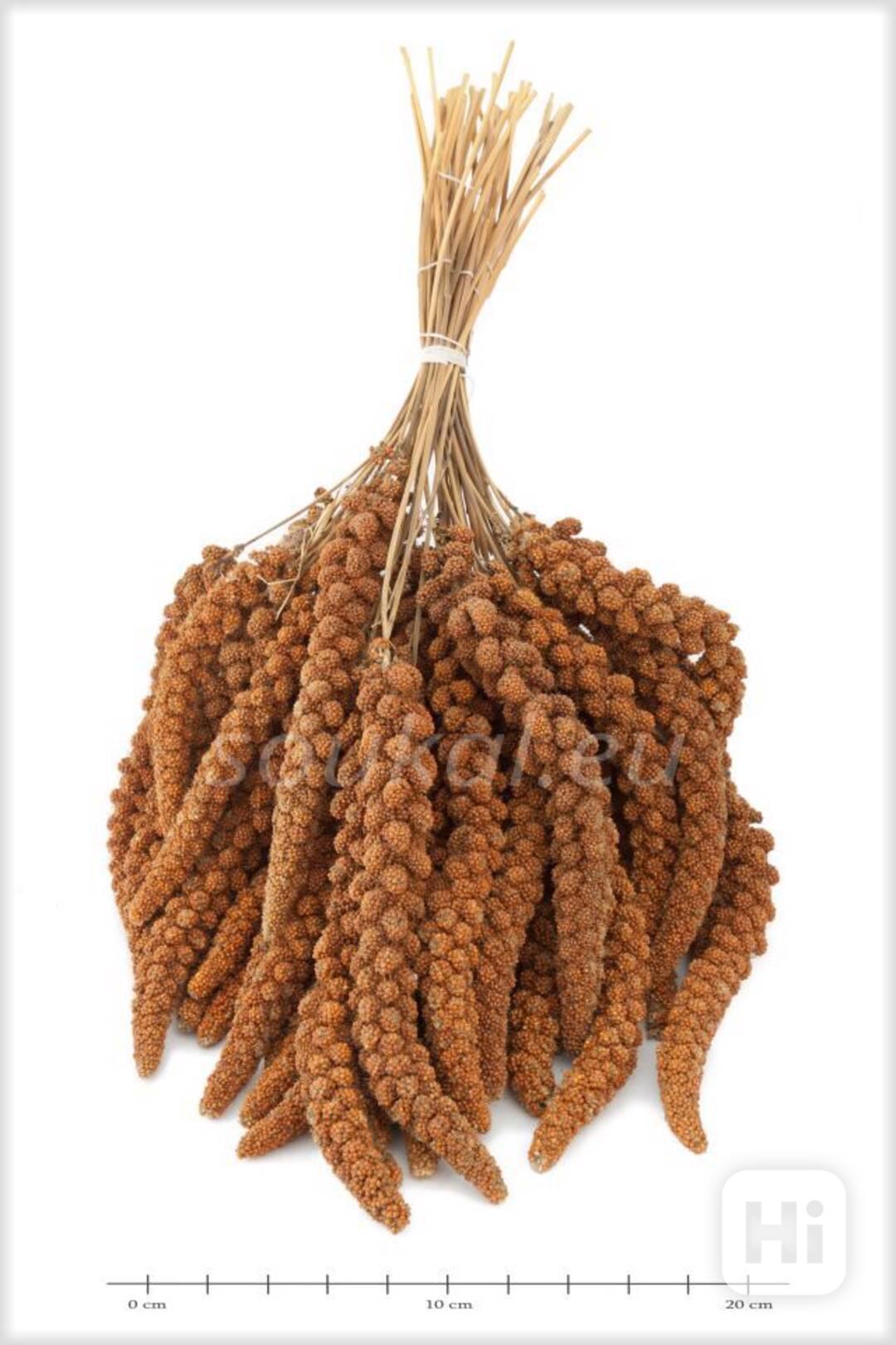 senegalské proso - foto 1