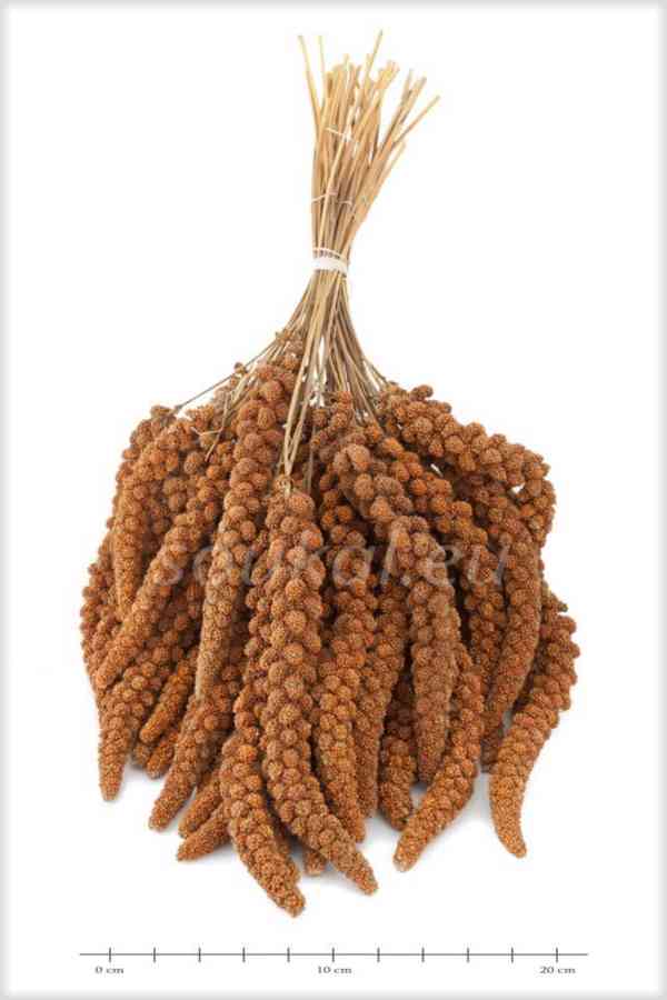 senegalské proso - foto 1
