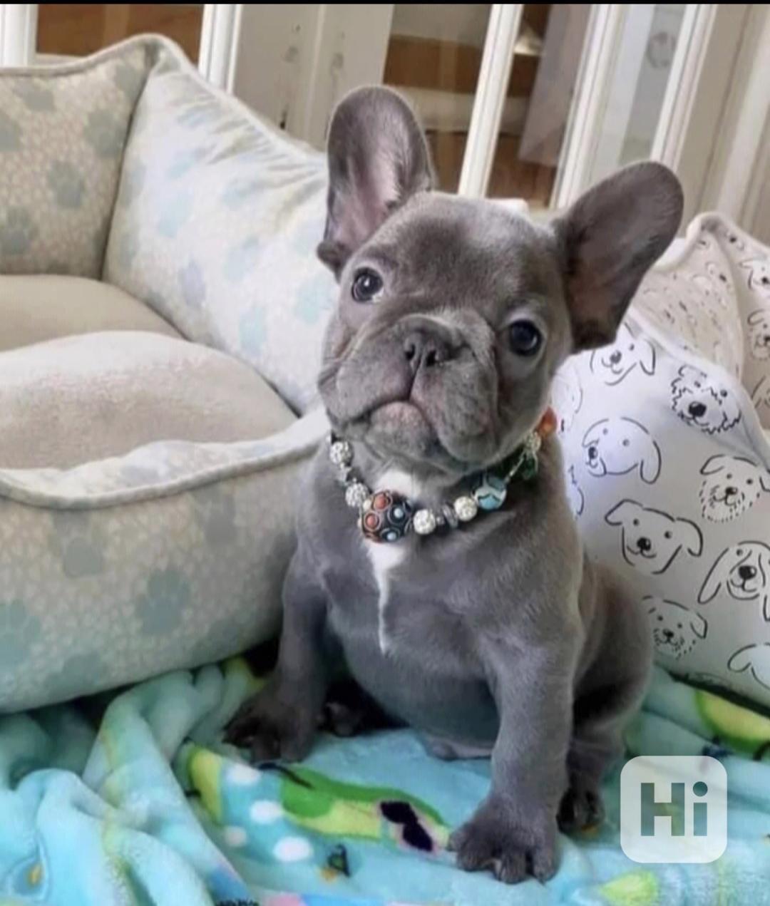 Štěňata francouzského buldočka hledají domov - foto 1