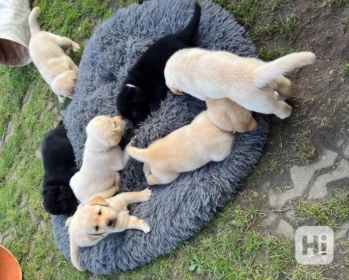 Štěňata čistokrevného labradora - foto 1