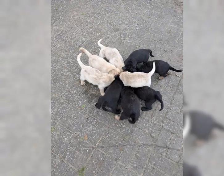 Štěňata čistokrevného labradora - foto 2