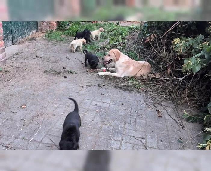 Štěňata čistokrevného labradora - foto 4