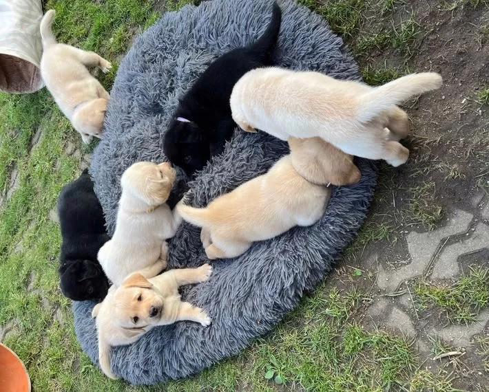 Štěňata čistokrevného labradora - foto 1