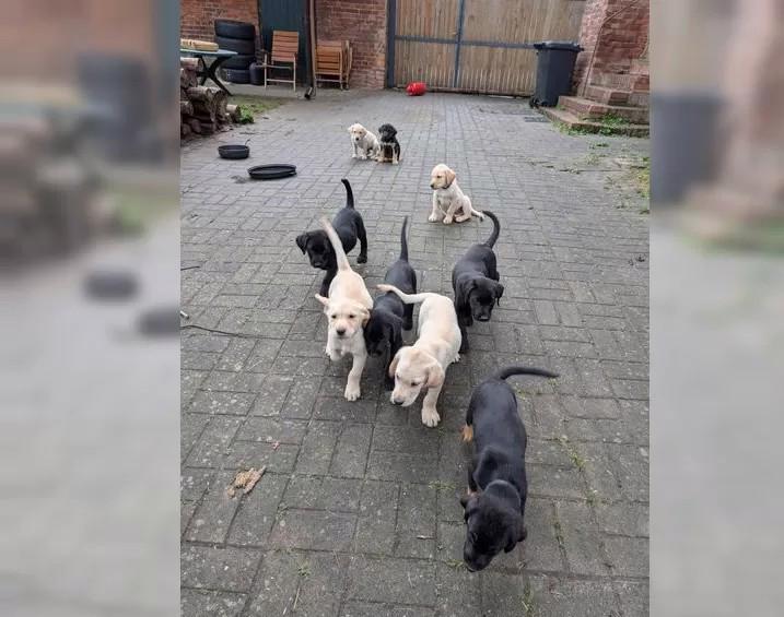 Štěňata čistokrevného labradora - foto 3