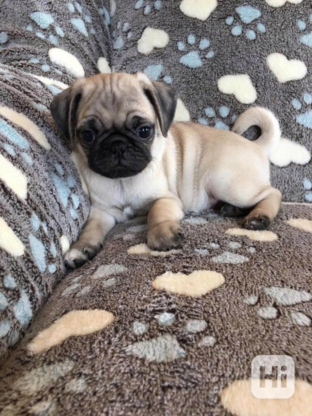 Prodám Mopy štěňata  s PP, - foto 1