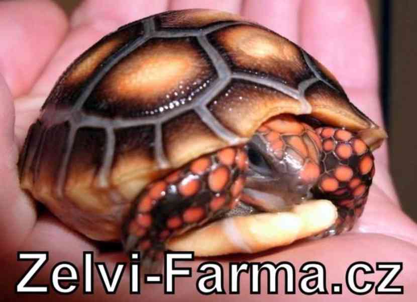 SUCHOZEMSKÉ ŽELVY UHLÍŘSKÉ – vlastní odchov! - foto 6