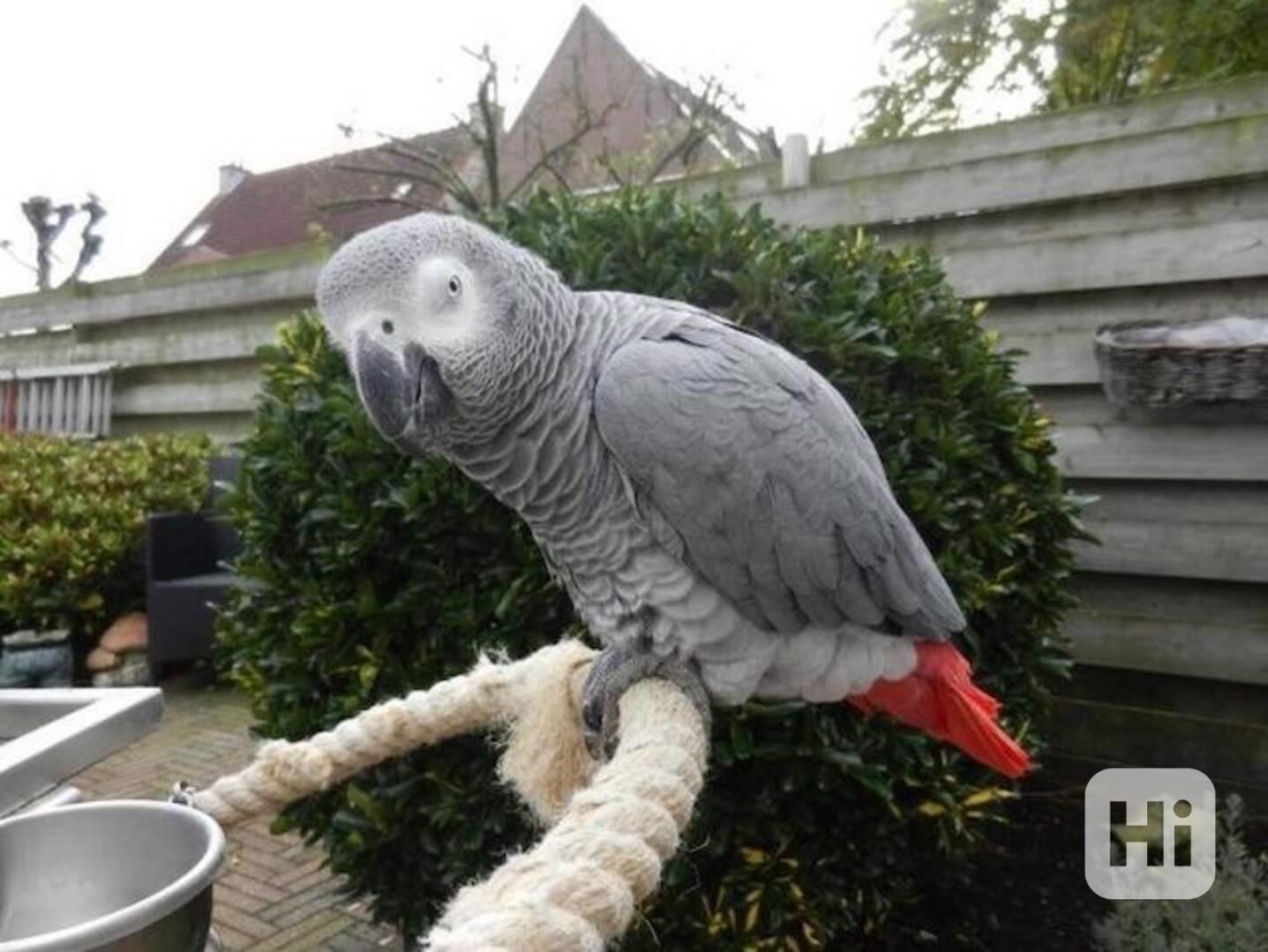 Samec a samice papoušků - foto 1