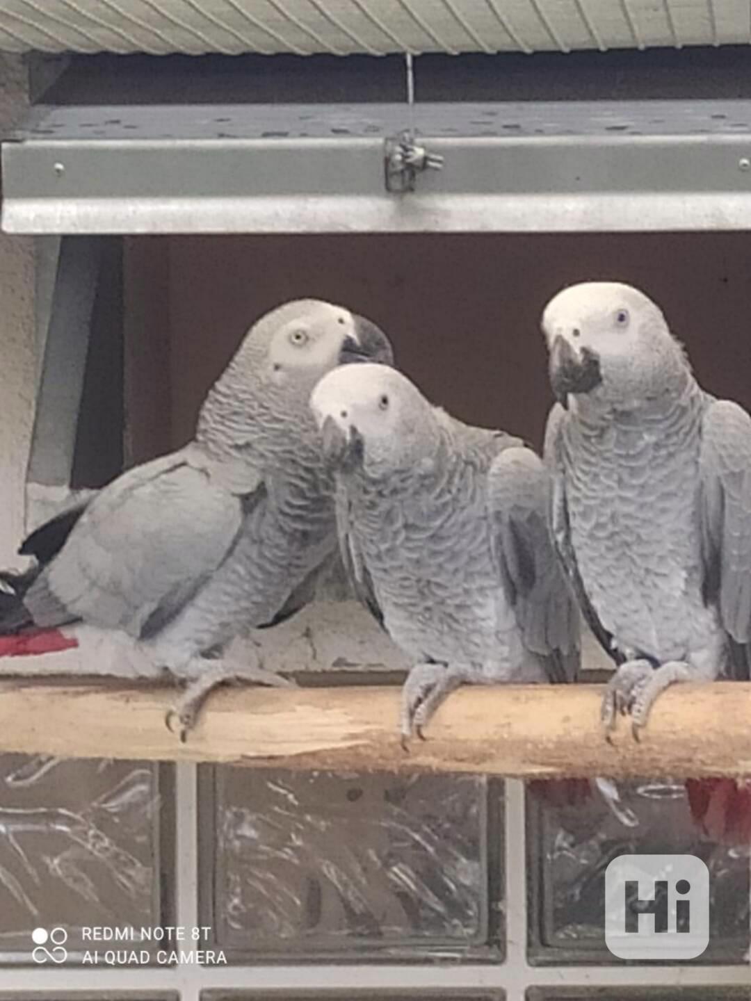 Prodám 2 africké šedé papoušky Handzame - foto 1