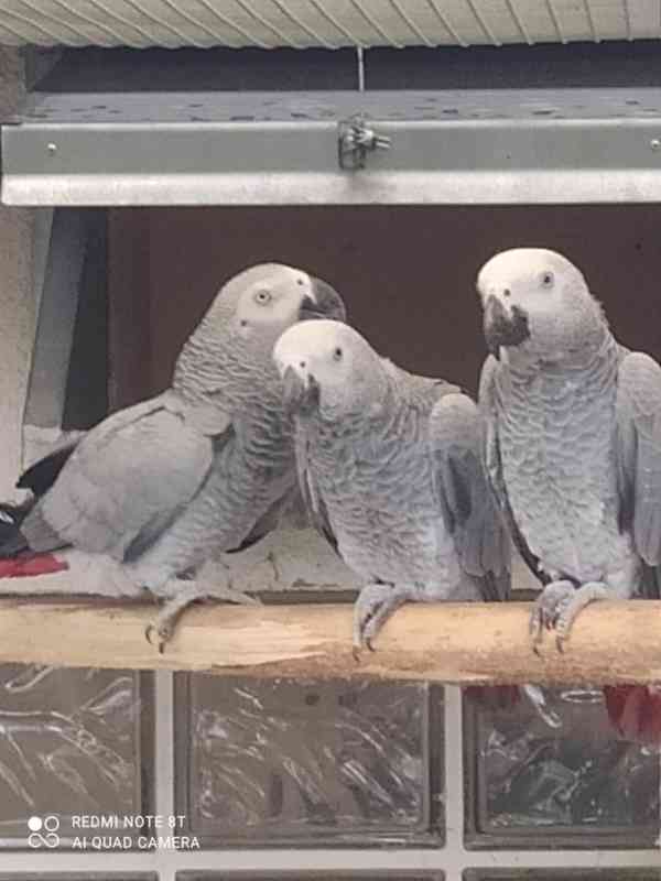 Prodám 2 africké šedé papoušky Handzame