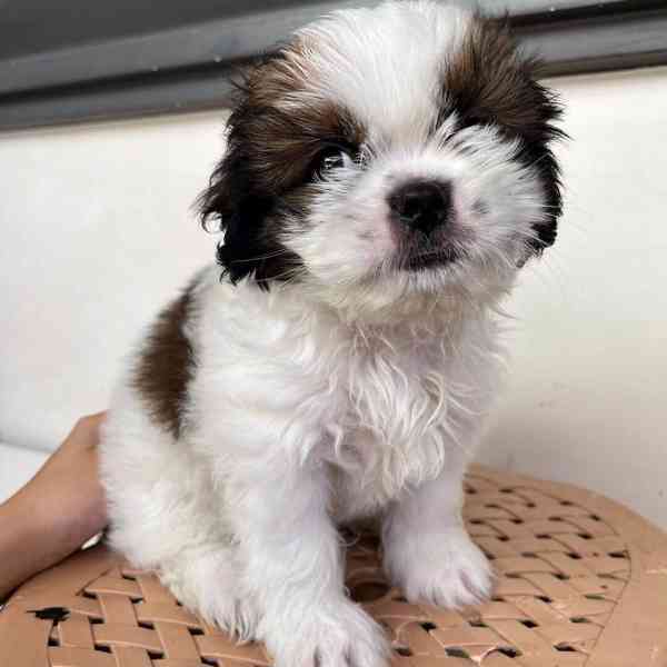 Shih Tzu puppy looking for a new home - foto 3
