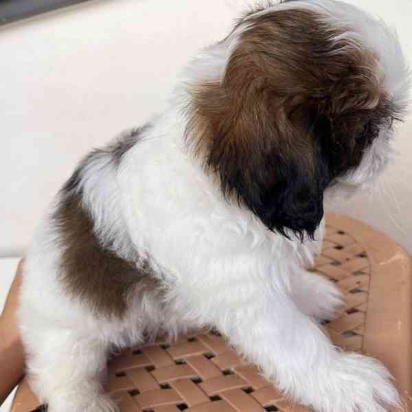 Shih Tzu puppy looking for a new home - foto 2
