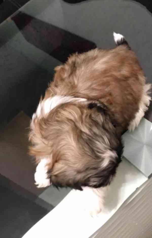 Shih Tzu puppy looking for a new home - foto 4
