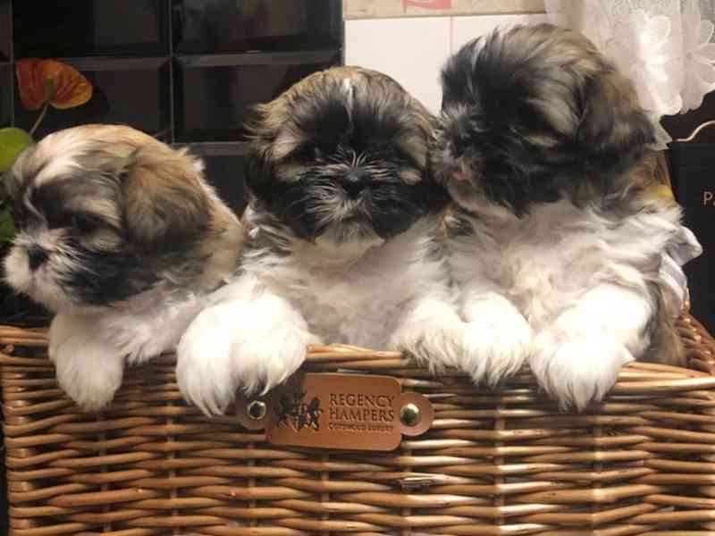 Shih Tzu puppy looking for a new home - foto 5
