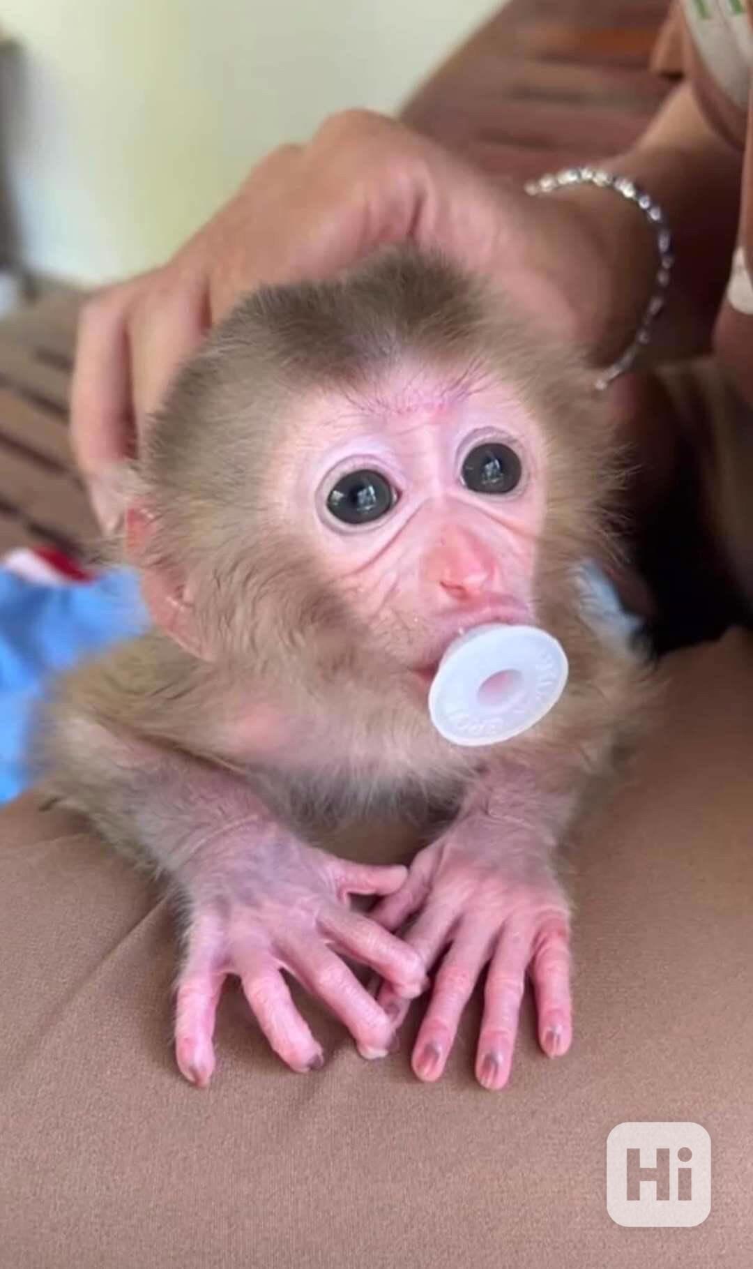 Rozkošné kapucínské opice k adoraci - foto 1