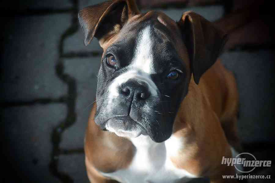 Německý boxer - štěnátka - foto 2