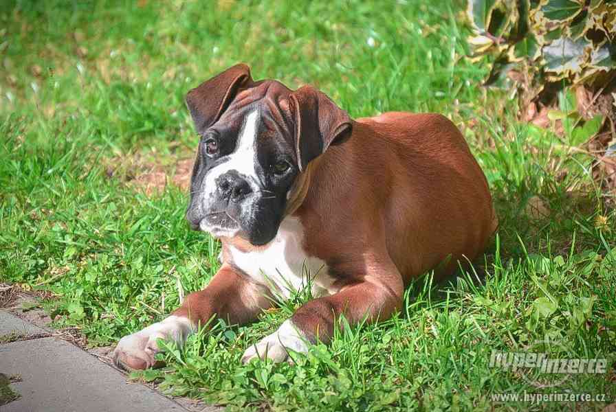 Německý boxer - štěnátka - foto 5