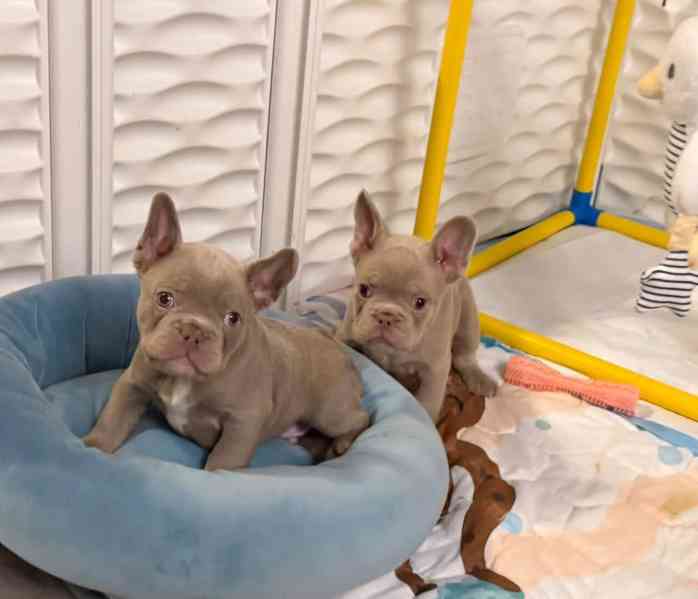 Francouzský buldoček Pp - foto 2