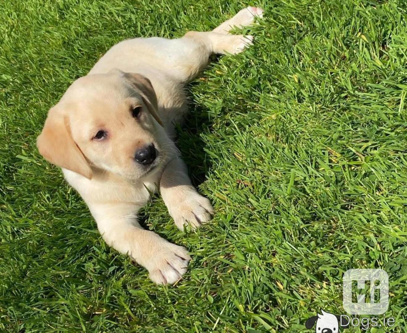 Krásná štěňata labradora připravena k adopci - foto 1