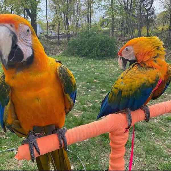 Beautiful and Talking Hyacinth Macaw Parrots adoption - foto 4