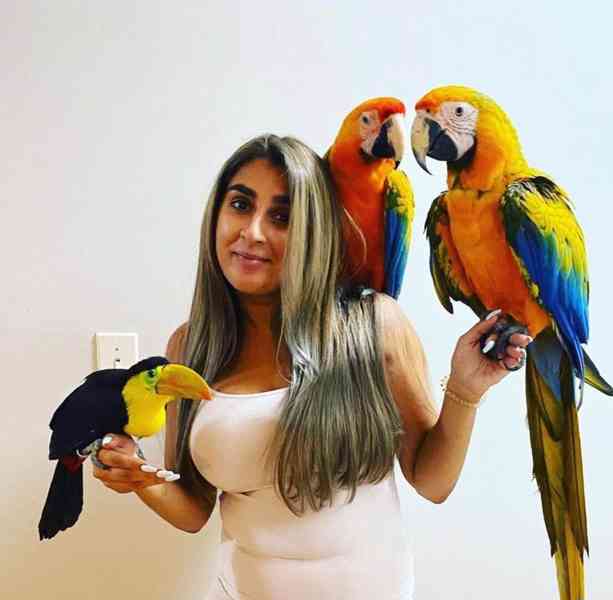 Beautiful and Talking Hyacinth Macaw Parrots adoption - foto 7