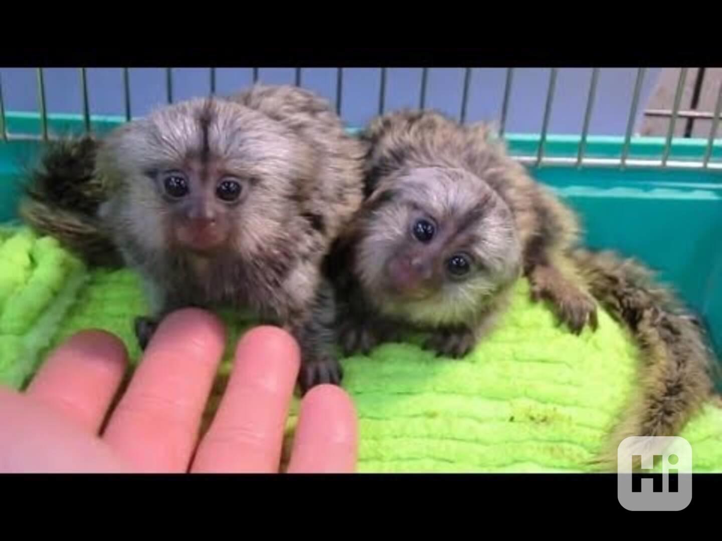 přátelské opice kosmany  k adopci