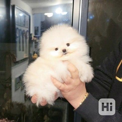 Pomeranian - foto 1