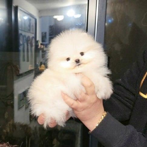 Pomeranian