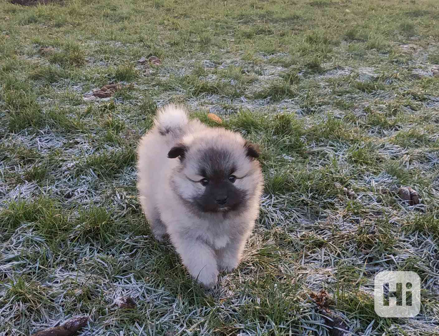 Německý špic  - foto 1