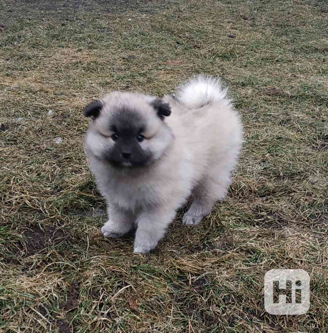 Německý špic  - foto 1