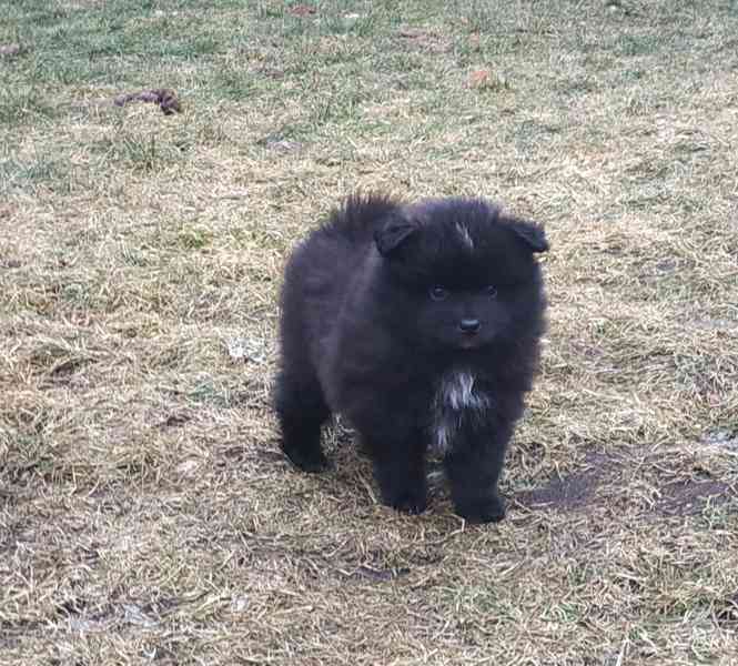 Německý špic  - foto 4