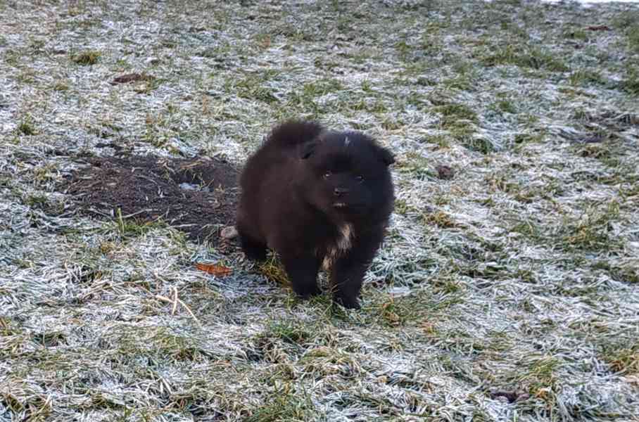 Německý špic  - foto 2