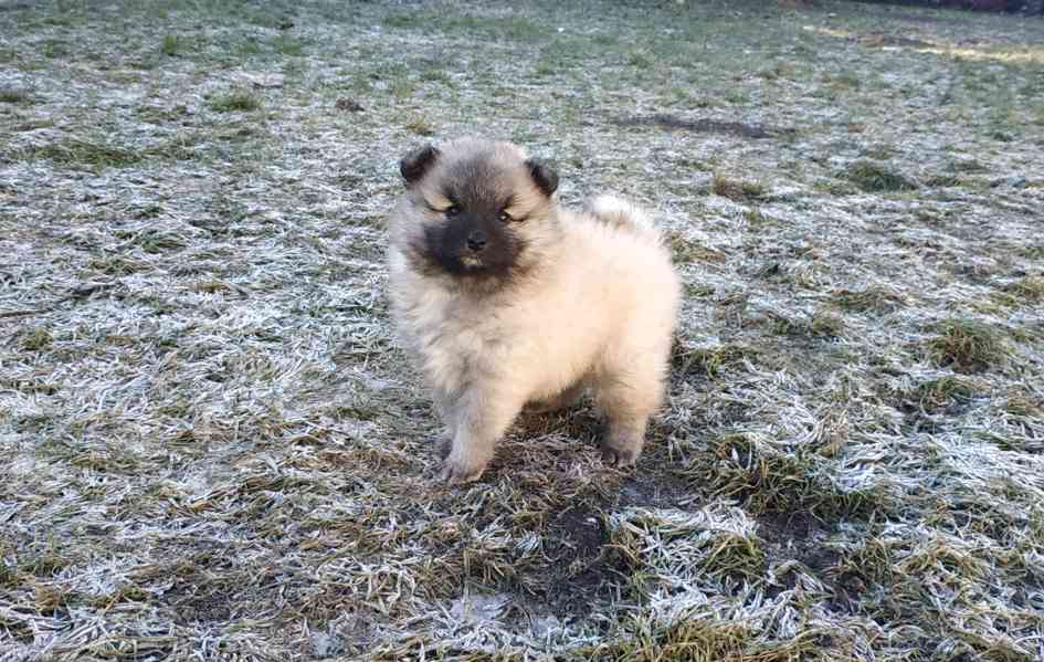 Německý špic  - foto 5