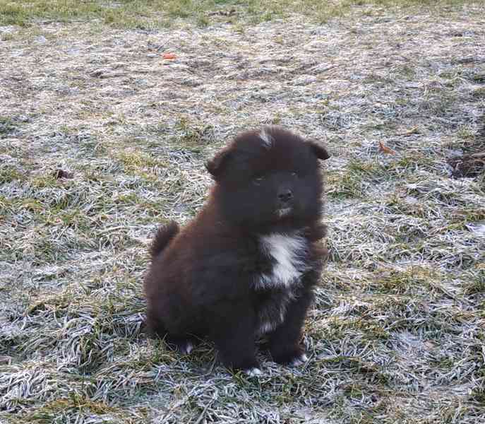 Německý špic  - foto 3